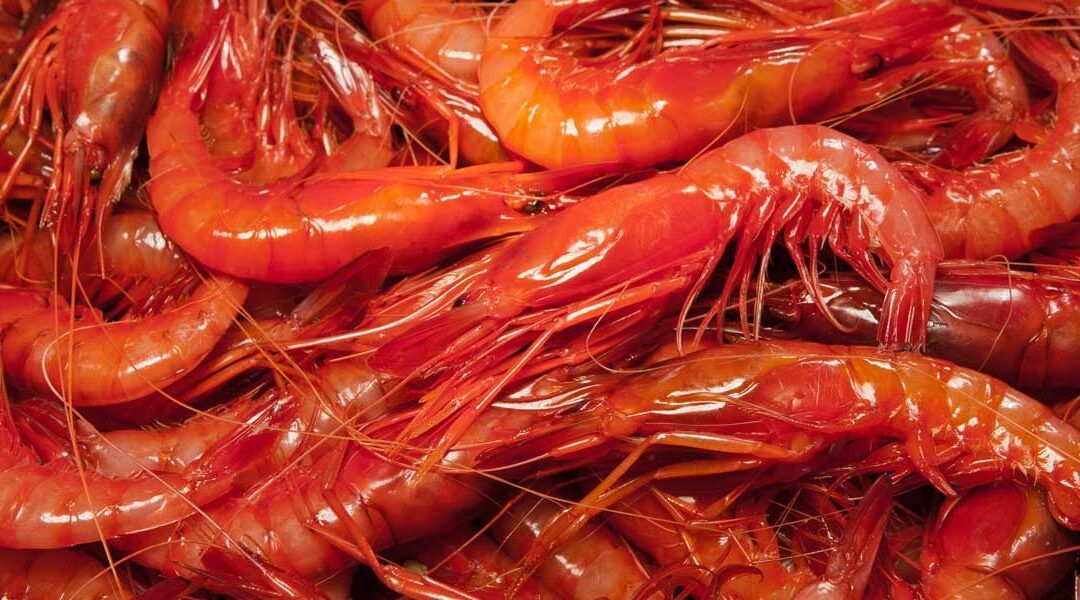 Timbal de arroz y gamba roja de la lonja: el sabor del Mediterráneo