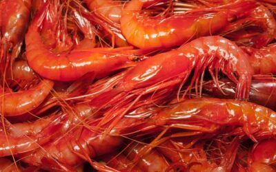 Timbal de arroz y gamba roja de la lonja: el sabor del Mediterráneo
